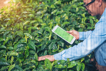 Smart farmer holding smartphone in eco green farm sustainable quality control. Close up Hand...