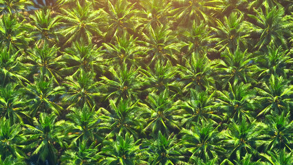 The drone's lens unveils a dense coconut canopy, forming a natural green roof that blankets the earth, a testament to nature's beauty.
