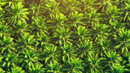 A mesmerizing pattern emerges as orderly rows of coconut trees create an intricate design against the backdrop of vibrant greenery.
