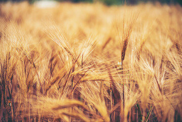 Dry barley wheat agriculture field ingredient for bread grain cultivated in produce agricultural....