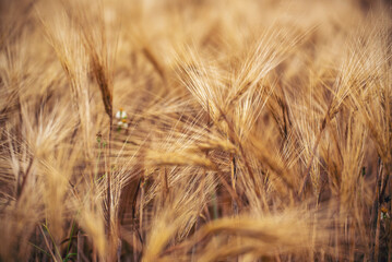 Dry barley wheat agriculture field ingredient for bread grain cultivated in produce agricultural. Golden field pasture farmland. Barley Ripe barleys on evening sunset. cultivated natural farmland
