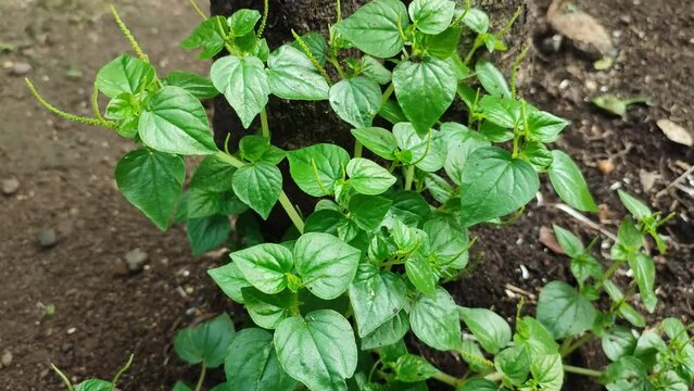 peperomia plant