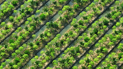 Tropical Paradise: A drone's-eye view of lush coconut and papaya plantations, a symphony of vibrant...