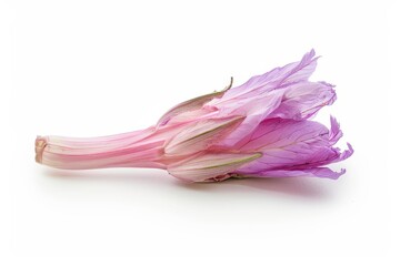 Naklejka premium A single fresh chicory on white background