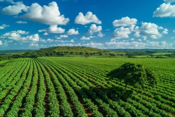 Aerial view of a sunny Brazilian countryside with peanut plantation and blue sky