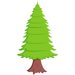 Pine Tree Plant Illustration