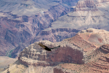 California Condor (Gymnogyps californianus) flying over South Rim of Grand Canyon National Park,...