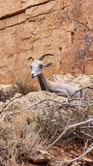 Adult desert bighorn sheep (Ovis canadensis) sitting in Indian Garden, along Bright Angel hiking trail, Gran Canyon National Park, Arizona, USA, North America. Wildlife watching in nature
