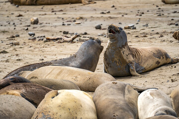Fototapeta premium Elephant seals roar at each other, Point Reyes, California