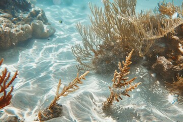 Captured: the tranquil beauty of white sea sand, teeming with life in coral reefs and vibrant aquatic vegetation below