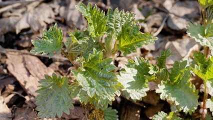 Southern Urals, shoots of common nettle (Urtica dioica) in early spring in the forest.
