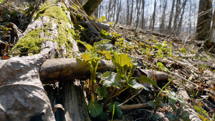 Southern Urals, shoots of common nettle (Urtica dioica) in early spring in the forest.