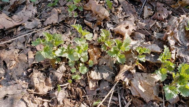 Southern Urals, shoots of common nettle (Urtica dioica) in early spring in the forest.