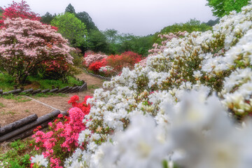 茨城県笠間市　ツツジ満開の笠間つつじ公園