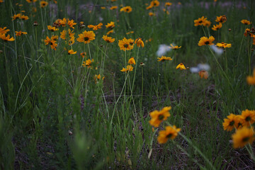 オオキンケイギク