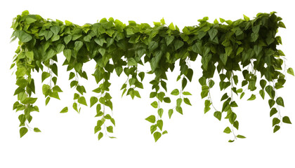Lush green hanging ivy foliage isolated on a white background, depicting a natural and serene ambiance. Generative AI
