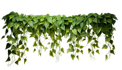 Lush green hanging ivy foliage isolated on a white background, depicting a natural and serene ambiance. Generative AI