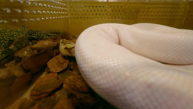 Ball python in the glass cabinet waiting to be sold. It's a popular pet in Thailand.