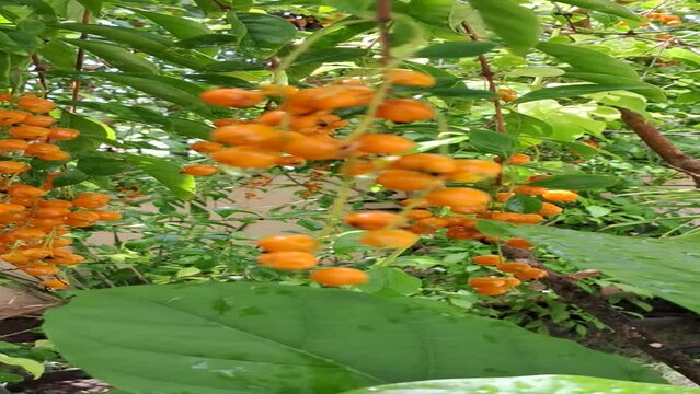 pequenas frutas amarelas