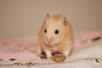 Golden hamster is holding a snack