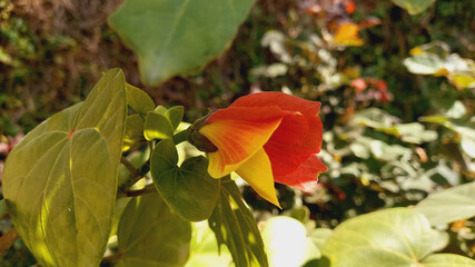Hibiscus Tiliaceus or Coast Cottonwood Red Flower
