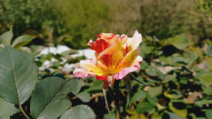 A Garden Rose of Tri Color
