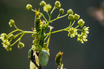 Colorful and crisp image of maple flowers Acer