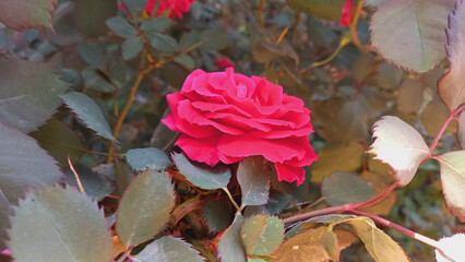 A Rose in a Green Garden
