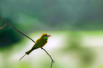 little green bee eater  with prey in beak on the branch 