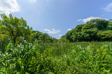 夏の湿原と青い空
