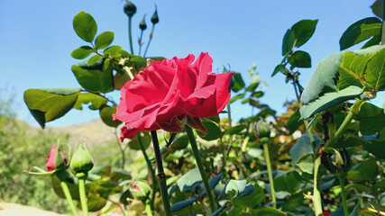 A Rose flower of Garden
