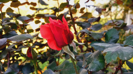 Red Beautiful Garden Spring Flower
