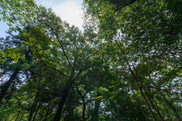 森の中から見上げた空
