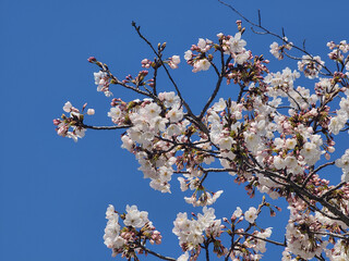 벚꽃 나무 가지