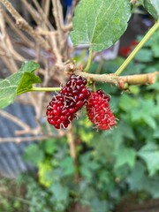 Natural photos