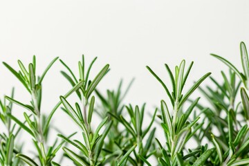 Close up of fresh rosemary herb on white background