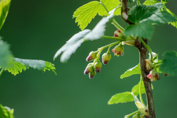 Flowering currant bush, blossoming currant plant, currant flower