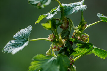 Flowering currant bush, blossoming currant plant, currant flower