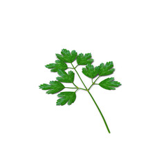 Italian Parsley