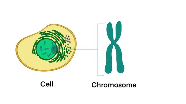 From Gene to DNA and Chromosome in cell structure, genome sequence, Cell, Chromosome, DNA and gene, Structure of Cell, adenine to Gene, DNA and Chromosome, DNA molecule