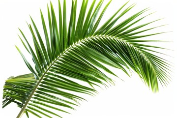Obraz premium Coconut palm leaves isolated with clipping path on white background