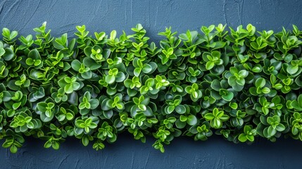   A tight shot of a blue wall, adorned with a profusion of green plants cascading from its side Behind, another expansive blue wall extends in the backdrop
