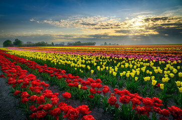 Fototapeta premium Field full of colorful tulips