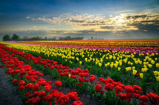 Field full of colorful tulips