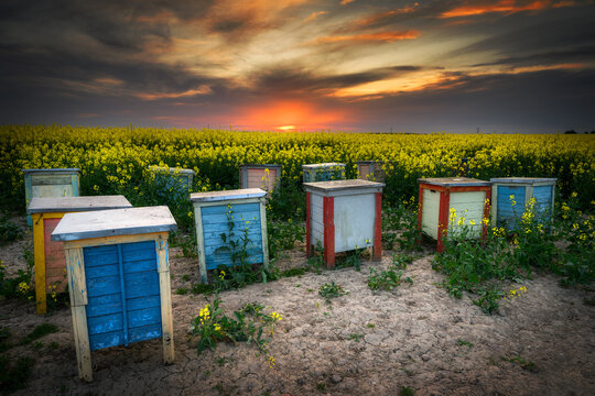 Beautiful sunset over rape fields with bee hives