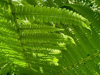 Green fern leaves natural background.