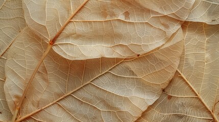 Translucent Dry Leaf Texture Close-up