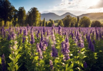 'italiamevoila car travel valise vacation italy baggage tire retro italian bumpkin race rose fast aluminium speed luxury engineer highway order behaviour competition exposition collection route'