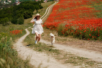 Fototapeta premium woman with dog. Happy woman walking with white dog the road along a blooming poppy field on a sunny day, She is wearing a white dress and a hat. On a walk with dog