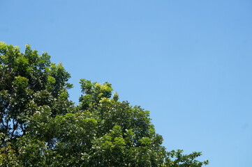 Blue sky with white clouds and trees, perfect for background